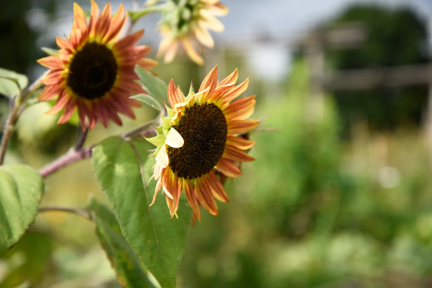 brasalogie zonnebloemen