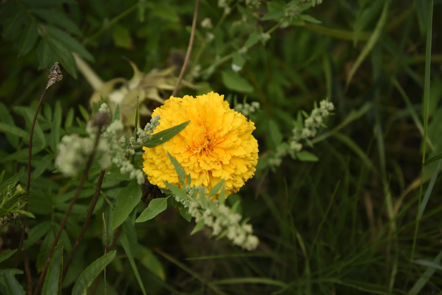 gele bloem in tuin