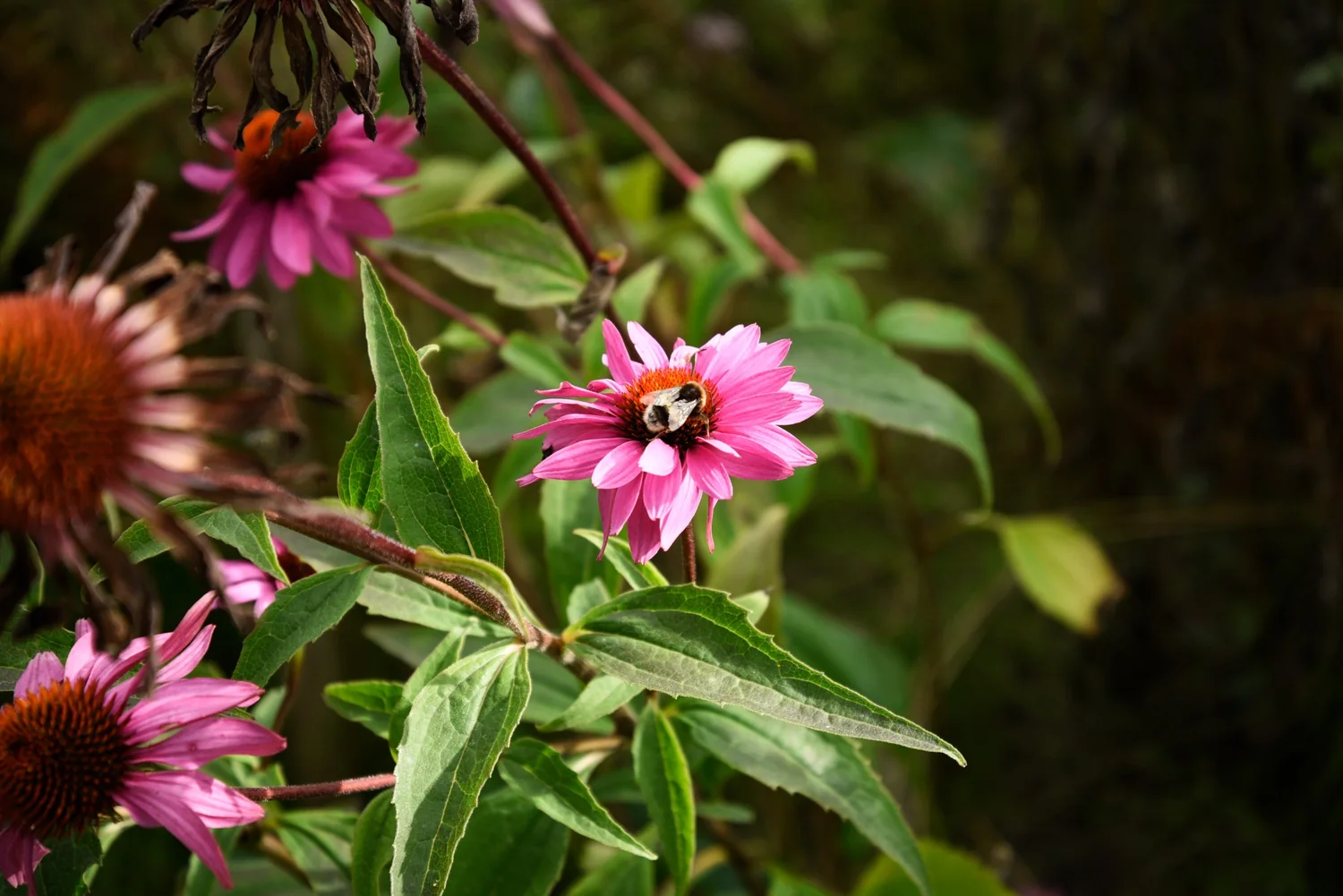 roze bloemen met bij