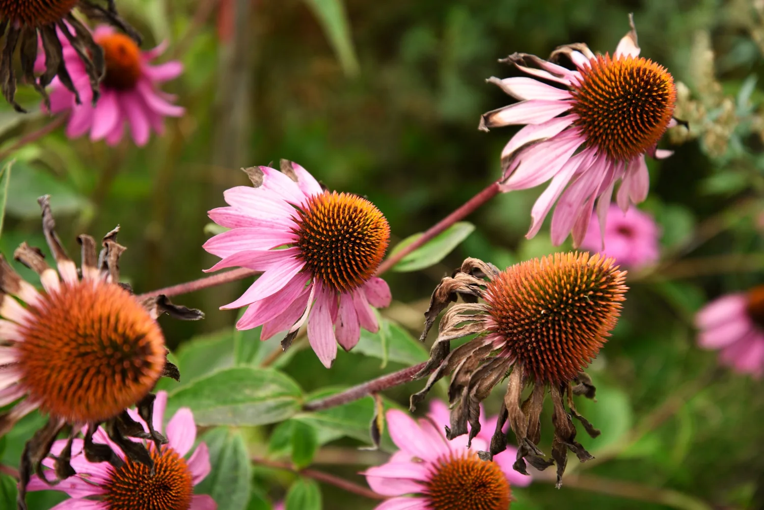 roze zonnehoed bloemen
